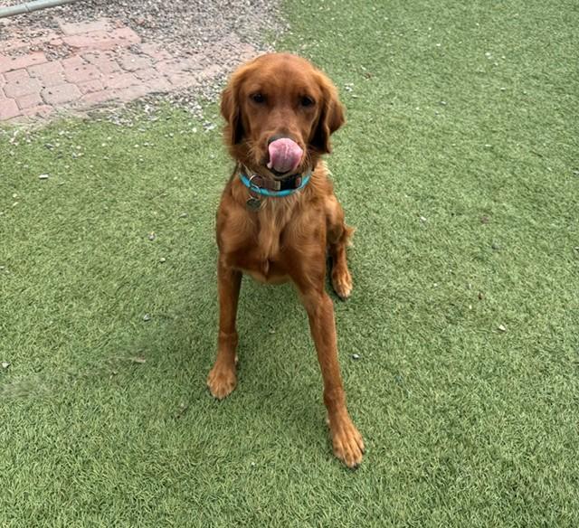 Niko-1.5 years old (Male) - Image 12