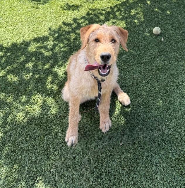 Paisley-6 months old-Female (Doodle mix) - Image 11