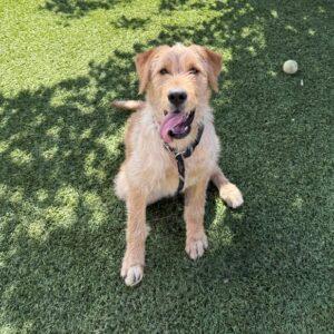 Paisley-6 months old-Female (Doodle mix)