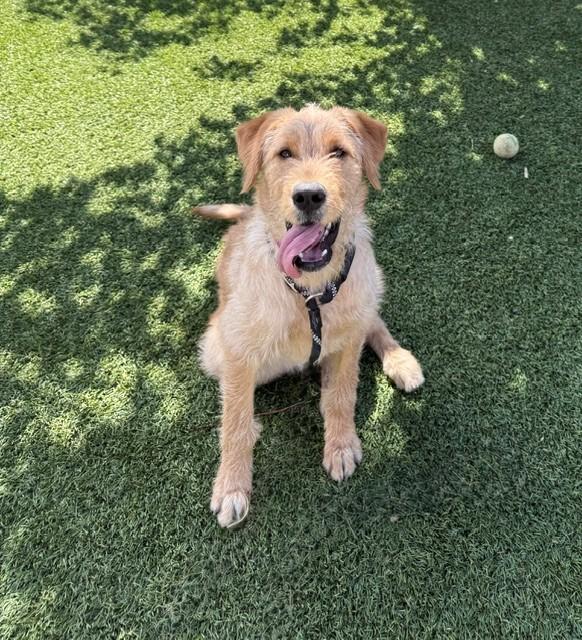 Paisley-6 months old-Female (Doodle mix)