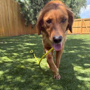 Abby-4 years old (Female)