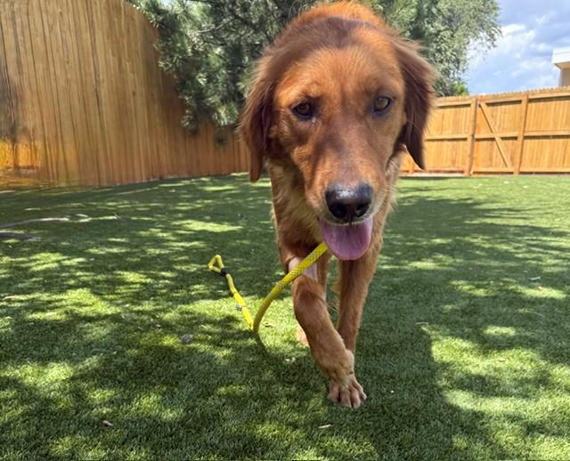 Abby-4 years old (Female)
