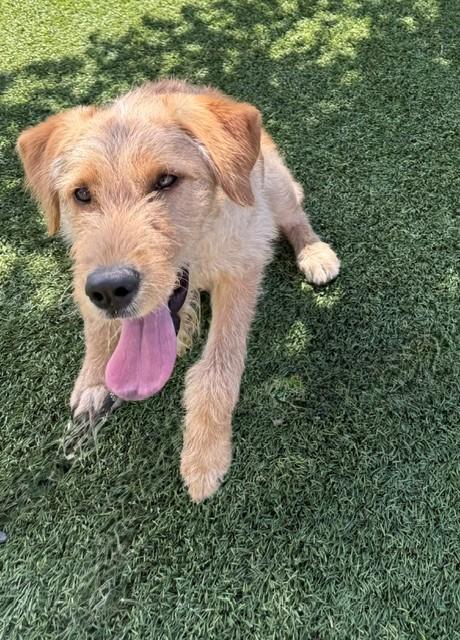 Paisley-6 months old-Female (Doodle mix) - Image 5