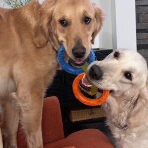 COMING SOON! BONDED PAIR! Daisy (3 years old-Gold) & Dexter (4 years old light gold)