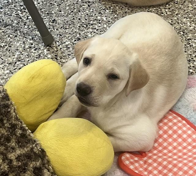 Topaz & Ruby-Labs (Females) 11 weeks old - Image 2