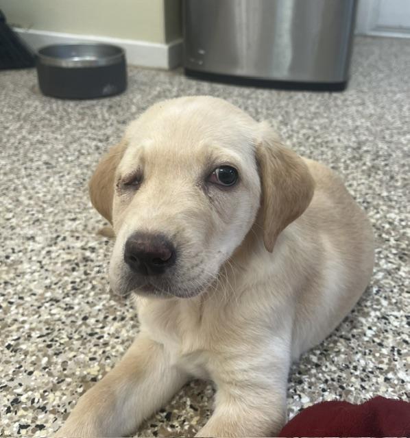 Topaz & Ruby-Labs (Females) 11 weeks old - Image 3