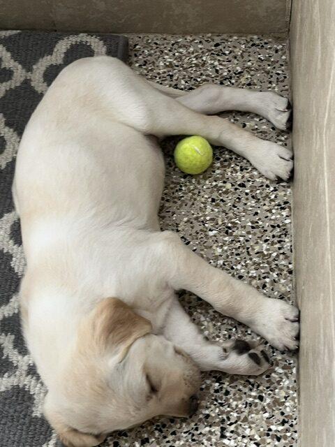 Topaz & Ruby-Labs (Females) 11 weeks old - Image 6