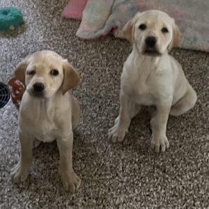 Topaz & Ruby-Labs (Females) 11 weeks old