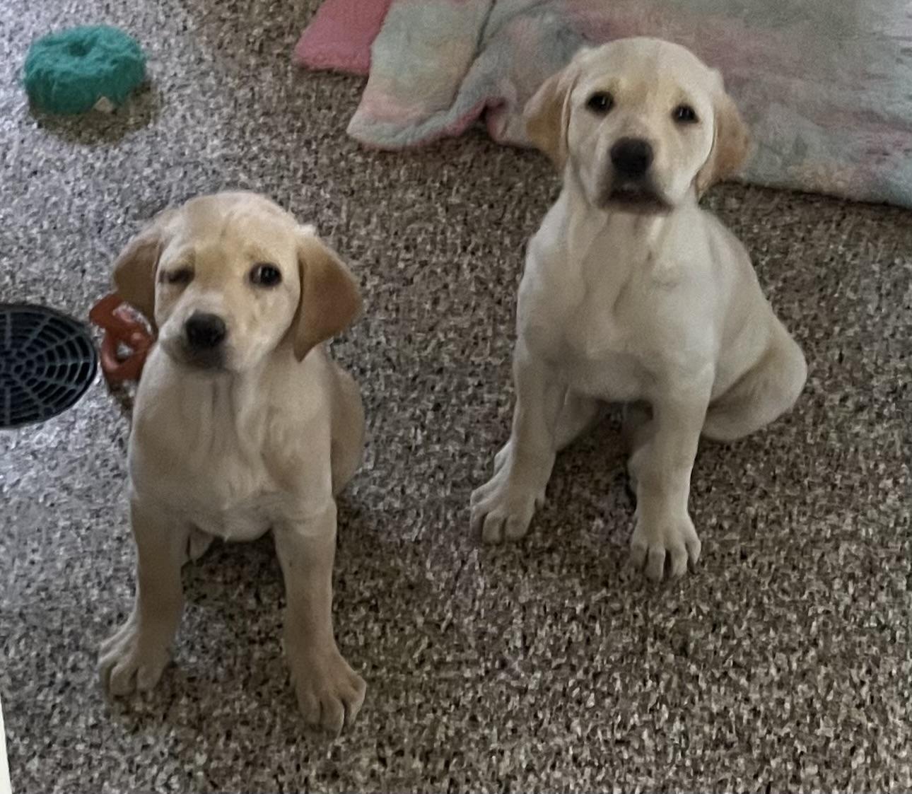 Topaz & Ruby-Labs (Females) 11 weeks old