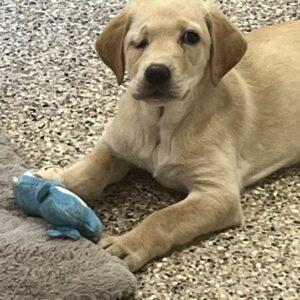 Ruby-Lab (Female) 14 weeks old