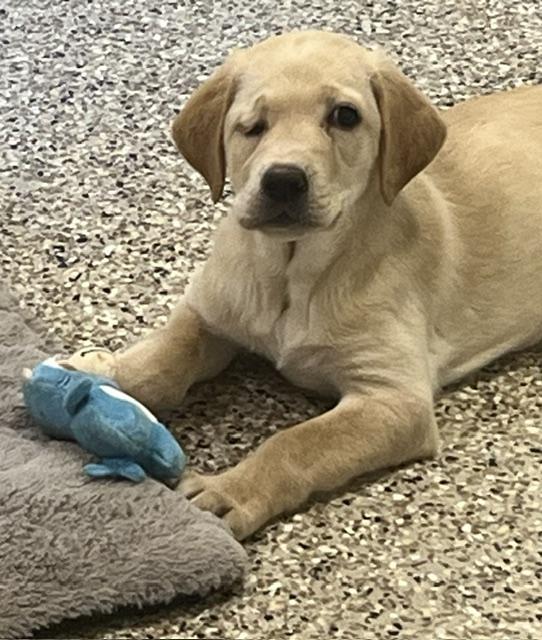 Topaz & Ruby-Labs (Females) 11 weeks old - Image 8