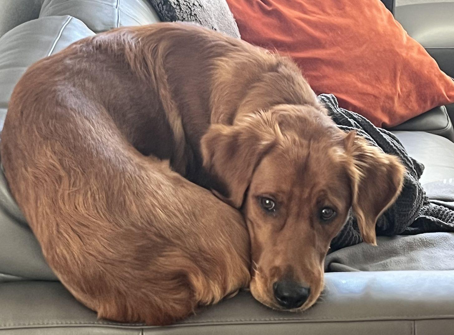 Niko-1.5 years old (Male) - Image 2