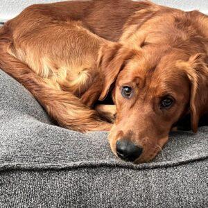 Niko-1.5 years old (Male)