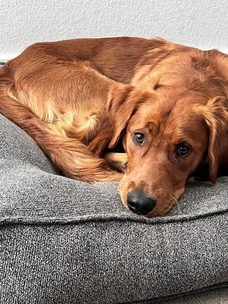 Niko-1.5 years old (Male)