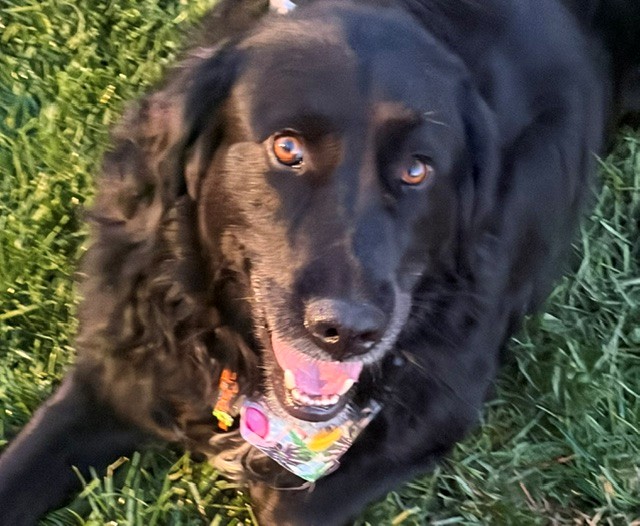 Hank-6 years old (Male) Golden Retriever Mix - Image 2