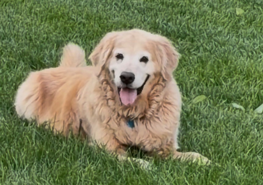Tonka-11 years old (Male) - Image 2