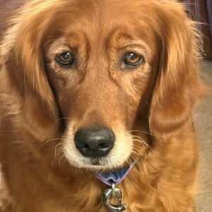 Mae-6 years old (Female)