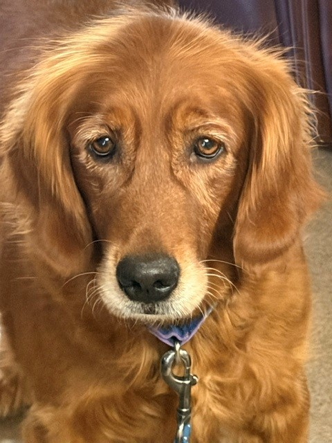 Mae-6 years old (Female)