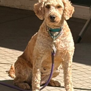 Jenny-6 years old-Goldendoodle (Female)