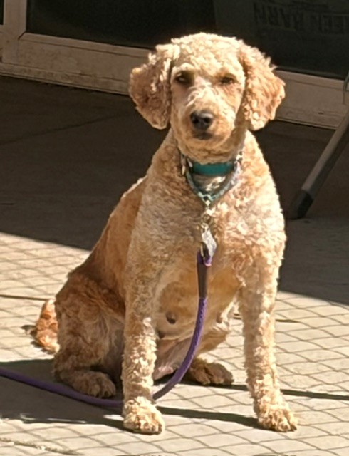 Jenny-6 years old-Goldendoodle (Female)