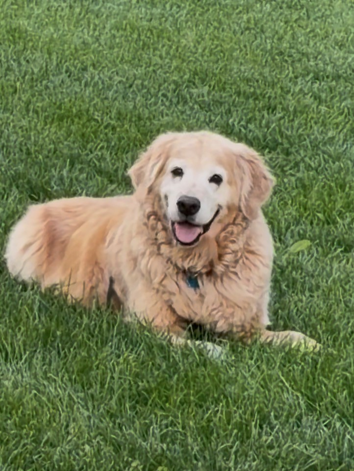 Tonka-11 years old (Male) - Image 3