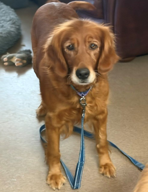 Mae-6 years old (Female) - Image 2
