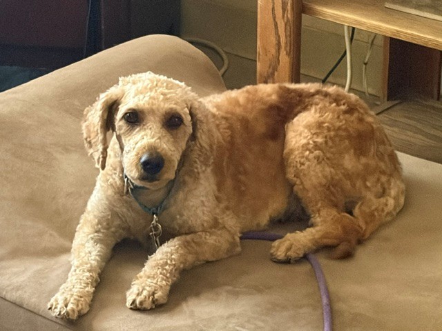 Jenny-6 years old-Goldendoodle (Female) - Image 2