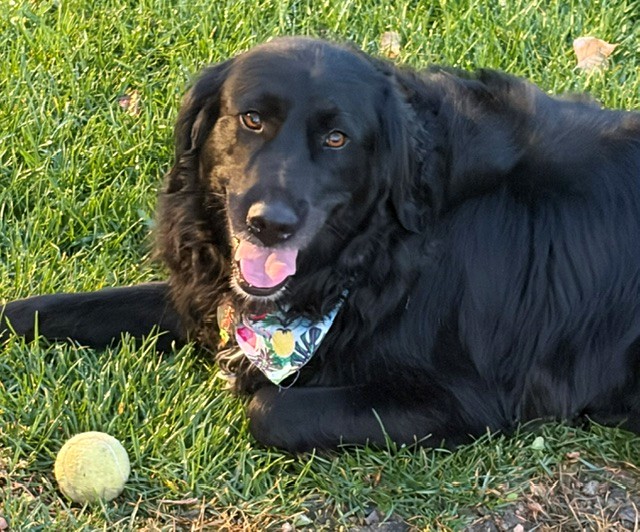 Hank-6 years old (Male) Golden Retriever Mix - Image 3