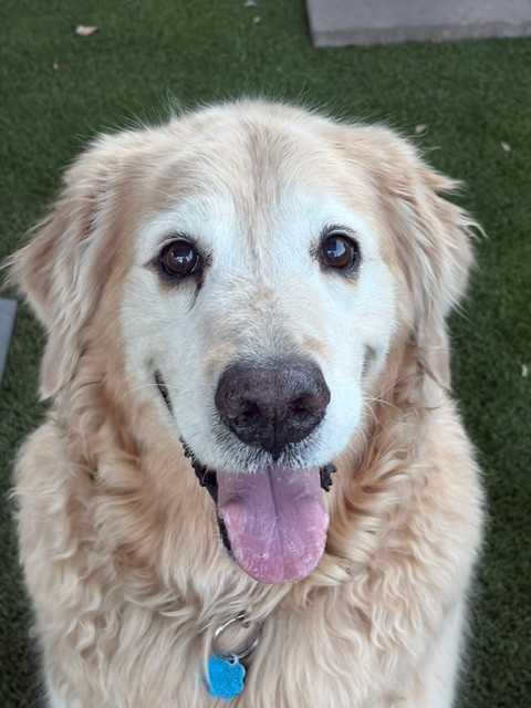 Tonka-11 years old (Male) - Image 4
