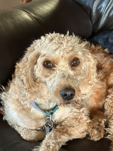 Jenny-6 years old-Goldendoodle (Female) - Image 3