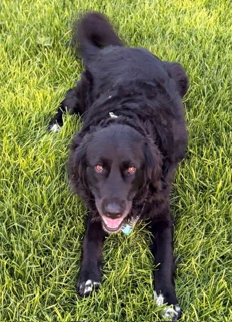 Hank-6 years old (Male) Golden Retriever Mix - Image 4