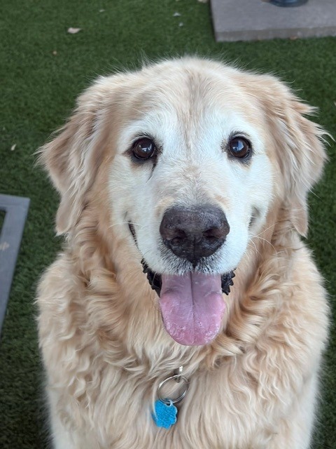 Tonka-11 years old (Male) - Image 5