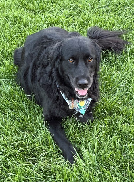 Hank-6 years old (Male) Golden Retriever Mix - Image 5