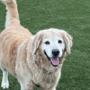 Tonka-11 years old (Male)