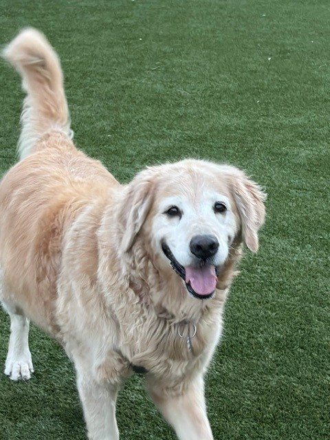 Tonka-11 years old (Male)