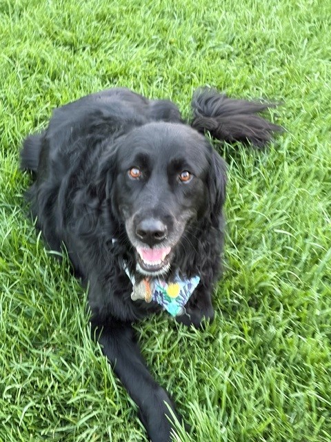 Hank-6 years old (Male) Golden Retriever Mix - Image 6
