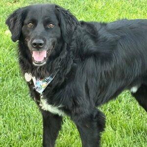 Hank-6 years old (Male) Golden Retriever Mix