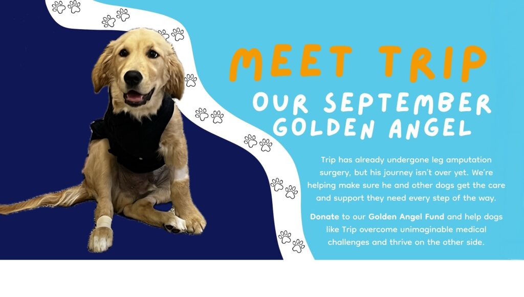 Golden-angel-banner-9-1-2026 golden retriever rescue denver colorado