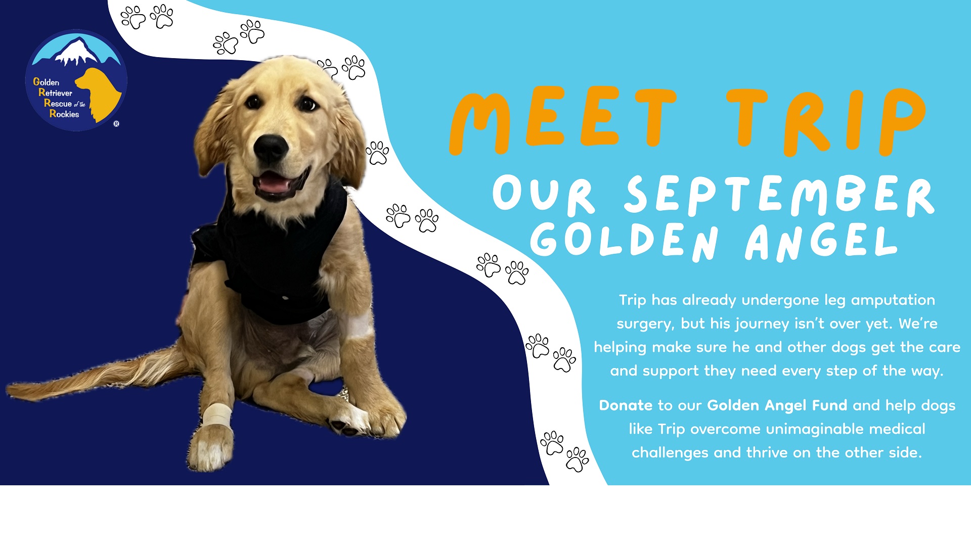special needs golden retriever