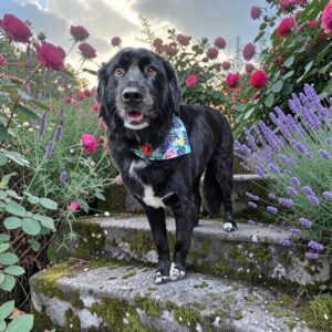 Hank-6 years old (Male) Golden Retriever Mix