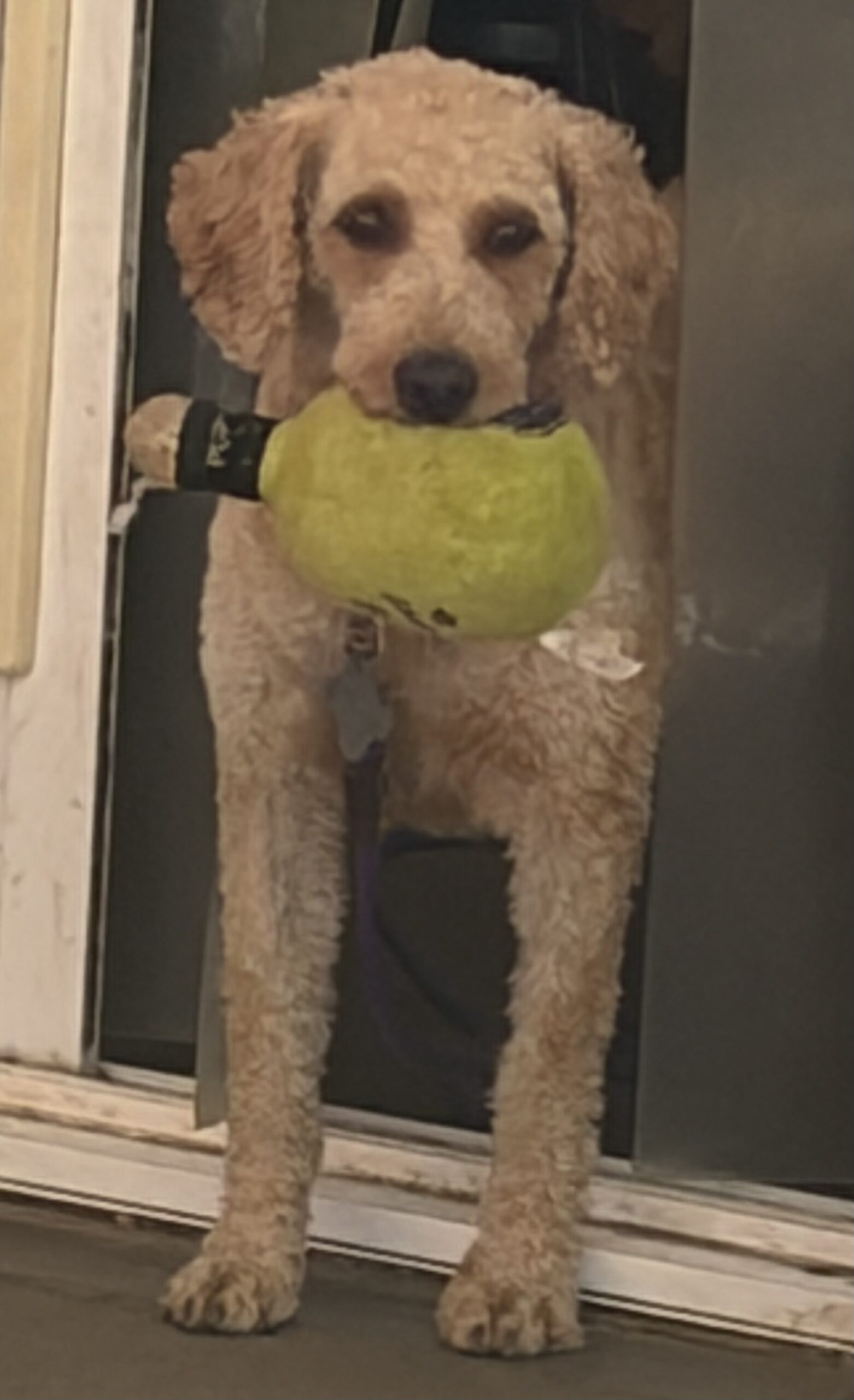 Jenny-6 years old-Goldendoodle (Female) - Image 4