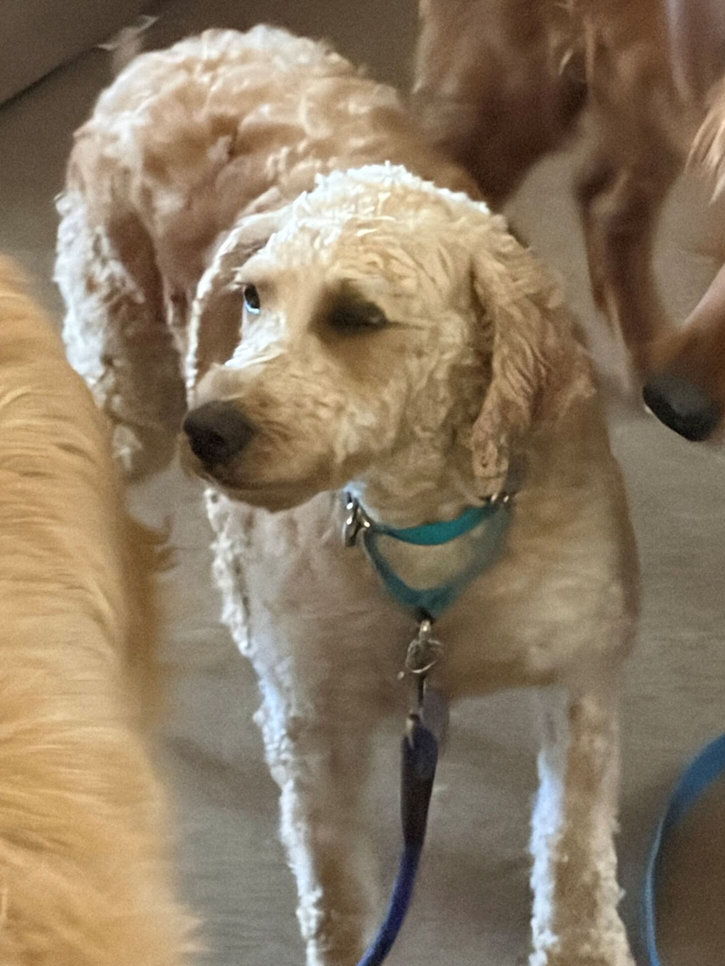 Jenny-6 years old-Goldendoodle (Female) - Image 6