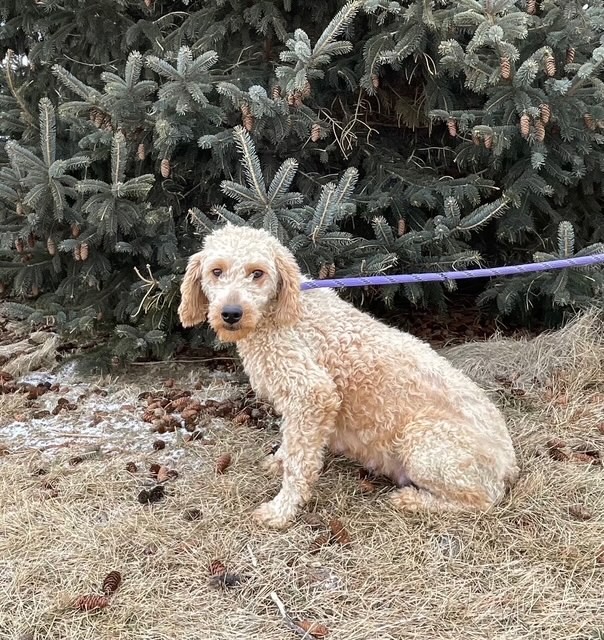 Jenny-6 years old-Goldendoodle (Female) - Image 5