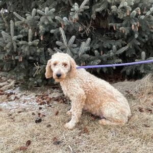 Jenny-6 years old-Goldendoodle (Female)