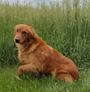 COMING SOON! Lola-3 years old (Female)