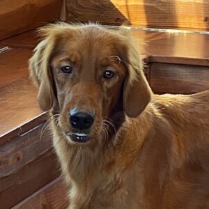 Mae-6 years old (Female)