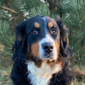 Tess-6 years old-Bernese Mountain Dog (Female)