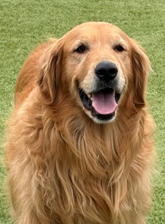 BONDED PAIR! Kyon & Creed- 4 years old (Males) - Image 10