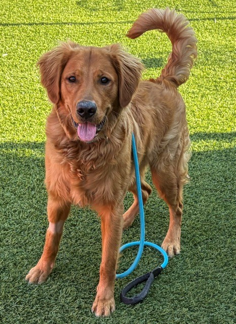 Jake-10 months old (Male) - Image 2