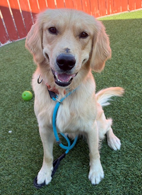 Gunner-4-5 years old (Male) - Image 10